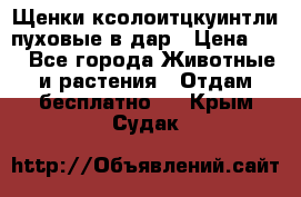 Щенки ксолоитцкуинтли пуховые в дар › Цена ­ 1 - Все города Животные и растения » Отдам бесплатно   . Крым,Судак